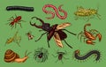 Big set of insects. Vintage Pets in house. Bugs Beetles Scorpion Snail, Whip Spider, Worm Centipede Ant Locusts, Mantis