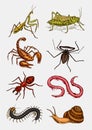 Big set of insects. Vintage Pets in house. Bugs Beetles Scorpion Snail, Whip Spider, Worm Centipede Ant Locusts, Mantis