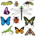 Big set with insects on white background Royalty Free Stock Photo