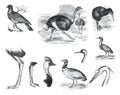 Big set of mammal bird. Cartoon zoology birds characters isolated on white background. ostrich, columba palumbus, struthio, camelu Royalty Free Stock Photo