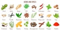 Big set of popular culinary herbs and spices Royalty Free Stock Photo