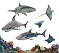 Big set of sharks and stingray fishes with sea bottom. Original watercolor underwater collection of marine dangerous animals