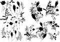 Big set silhouettes botanic floral elements. Branches, leaves, herbs, flowers. Garden, field, meadow wild plants Royalty Free Stock Photo