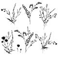 Big set silhouettes botanic floral elements. Branches, leaves, herbs, flowers. Garden, field, meadow wild plants. Royalty Free Stock Photo