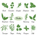 Big set of simple flat culinary herbs. Silhouettes.