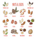 Vector illustration of doodle nuts and seeds isolated on white