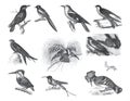 Big set of song birds. Cartoon song birds characters isolated on white background. magpie, orielus galbula, trochilus pella, alce