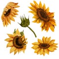 Big set of sunflowers, yellow summer flowers, sunny flower, buds. Hand drawn drawing isolated on white background Royalty Free Stock Photo