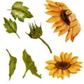 Big set of sunflowers, yellow summer flowers, sunny flower, buds. Hand drawn drawing isolated on white background Royalty Free Stock Photo