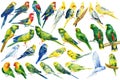 Big set of tropical birds, bright parrots on an isolated white background, watercolor drawing Royalty Free Stock Photo