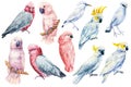 Big set of tropical birds, Set Parrots on isolated white background, bright exotic bird watercolor painting. cockatoo Royalty Free Stock Photo