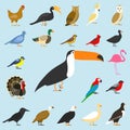 Big set of tropical, domestic and other birds, cardinal, flamingo, owls, eagles, bald, sea, parrot, goose. raven