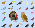 Big set of tropical, domestic and other birds, cardinal, flamingo, owls, eagles, bald, sea, parrot, goose. raven