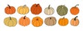 Big set of various hand drawn pumpkin squash in warm natural fall colors isolated on white. Vector illustration - autumn themes, Royalty Free Stock Photo