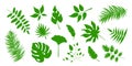 Big set of vector green leaves, herbal element, collection of simple and tropical leaves Royalty Free Stock Photo