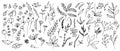 Big Set of vector Plants in Doodle style. Hand drawn illustration in monochrome black and white colors. Floral Royalty Free Stock Photo