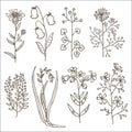 Big set of vintage original line art meadow plants. Royalty Free Stock Photo