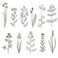 Big set of vintage original line art meadow plants. Royalty Free Stock Photo