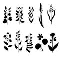 Big set of vintage original line art meadow plants. Royalty Free Stock Photo