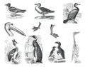 Big set of water birds. Cartoon water birds characters isolated on white background. procellaria capensis, pelecanus onocrotalus,