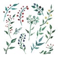 Big Set watercolor elements - wildflower, herbs, leaf. collection garden, wild foliage, flowers, branches.
