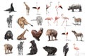 big set of wild animals isolated on white background