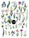 Big set of wild flowers isolated. Vector illustration.