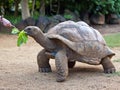 Big Seychelles turtle eat. La Vanille Reserve park Royalty Free Stock Photo