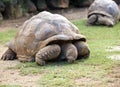 Big Seychelles turtle eat Royalty Free Stock Photo