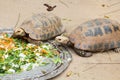 Big Seychelles turtle eat Royalty Free Stock Photo