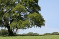 Big Shade Tree Royalty Free Stock Photo