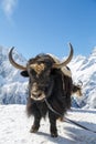 Big shaggy black yak is standing on the snow against the white mountains on a sunny day