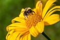 Big shaggy bumblebee pollinates flower