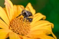 Big shaggy bumblebee pollinates flower Royalty Free Stock Photo