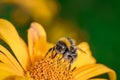 Big shaggy bumblebee pollinates flower Royalty Free Stock Photo