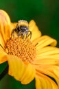 Big shaggy bumblebee pollinates flower Royalty Free Stock Photo