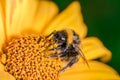 Big shaggy bumblebee pollinates flower Royalty Free Stock Photo