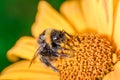 Big shaggy bumblebee pollinates flower Royalty Free Stock Photo