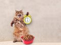 The big shaggy cat is very funny standing.clock , feed 1