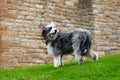 Big shaggy dog. Royalty Free Stock Photo