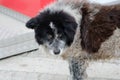 A big shaggy dog. A gray yard dog stands in the yard