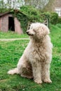 Big shaggy dog on the green grass. White royal poodle Royalty Free Stock Photo