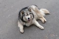 A big shaggy dog lying on the asphalt. Royalty Free Stock Photo