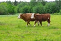 Big shaggy highland cows walking in the field with funny hairstyle. Cows on the walk during sunny day Royalty Free Stock Photo