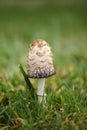 Big shaggy Inky cap mushrooms in grass in the garden Royalty Free Stock Photo