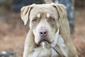 Big Shar Pei and American Bulldog mix breed dog portrait Royalty Free Stock Photo