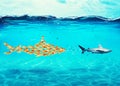 Big shark made of goldfishes attack a real shark. Concept of unity is strength, teamwork and partnership