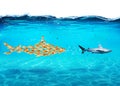 Big shark made of goldfishes attack a real shark. Concept of unity is strength, teamwork and partnership Royalty Free Stock Photo