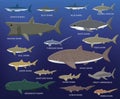 Big Shark Size Comparison Cartoon Vector Illustration Royalty Free Stock Photo