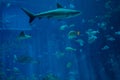 Big shark swimming among fishes in the aquarium Royalty Free Stock Photo